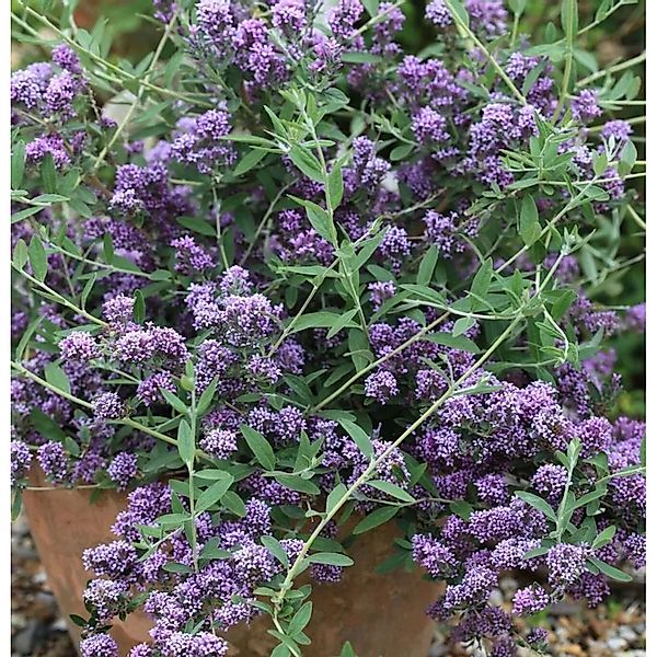 Sommerflieder Unique 40-60cm - Buddleja günstig online kaufen