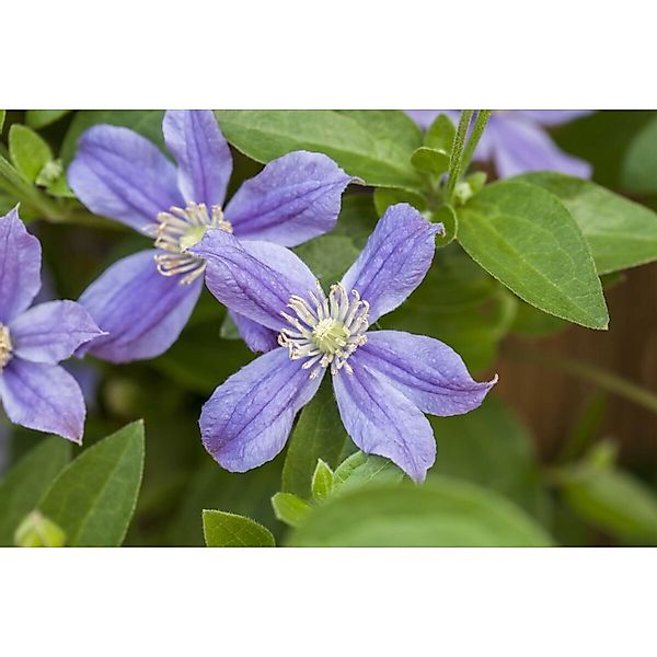 Clematis Integrifolia Arabella Stauden-Waldrebe Blauviolett 80–100 cm günstig online kaufen