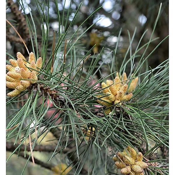 Kleine Säulen Schwarz Kiefer Komet 30-40cm - Pinus nigra günstig online kaufen