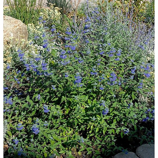 Bartblume Great Blue 30-40cm - Caryopteris clandonensis günstig online kaufen