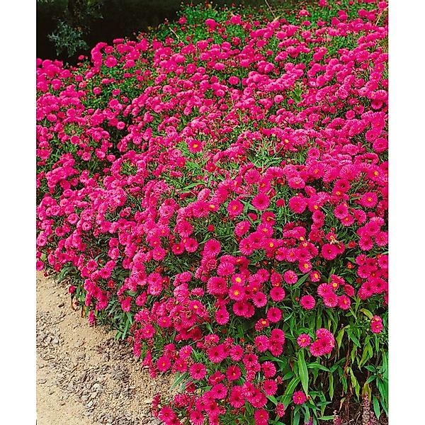 Pflanzen für Dich Staude Aster dumosus Jenny, 1 St., Kissen-Aster, Herbstas günstig online kaufen