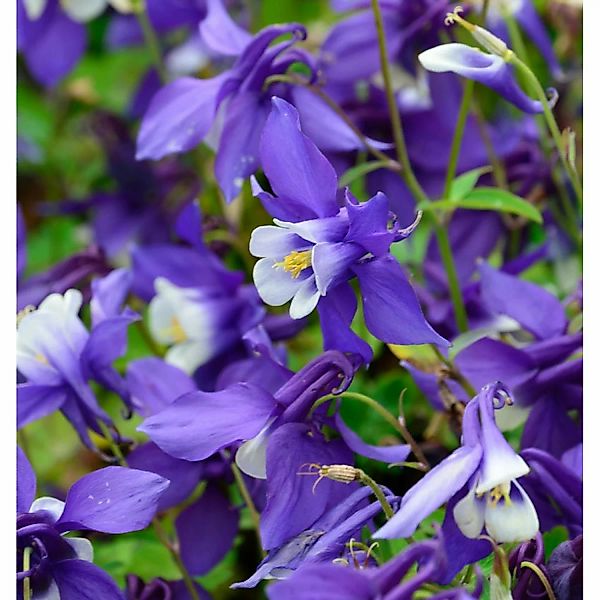 Zwergakelei Spring Magic dunkel Blau-Weiß - Aquilegia flabellata günstig online kaufen