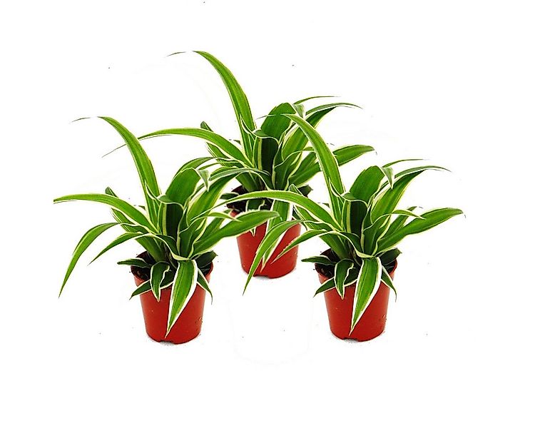 Exotenherz Zimmerpflanze Chlorophytum Mini, 3er Set, Grünlilie günstig online kaufen
