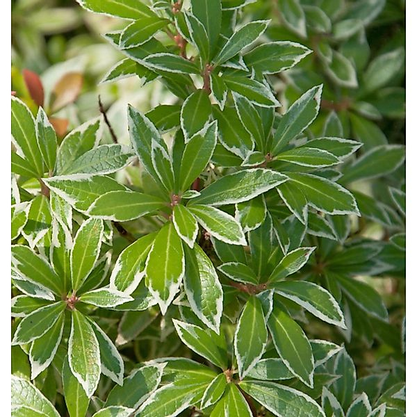 Schattenglöckchen Lavendelheide Polar Passion 30-40cm - Pieris japonica günstig online kaufen