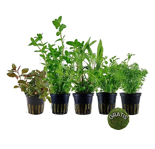 Aquaone Wasserpflanze Pflanzen Set mit 5 Anti Algen Wasserpflanzen + Moosku günstig online kaufen