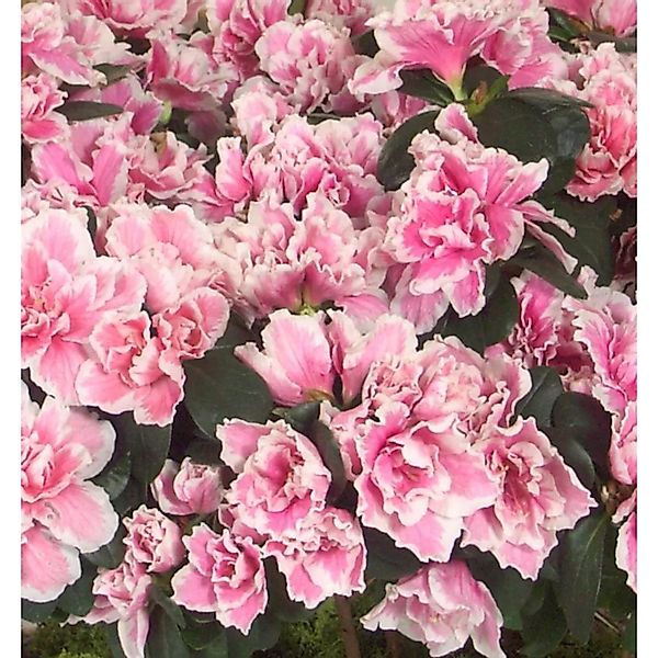 Japanische Azalee Melle 20-25cm - Rhododendron obtusum - Zwerg Alpenrose günstig online kaufen