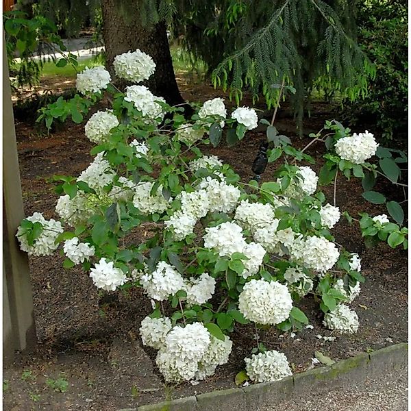 Großblumige Schneeball Happy Fortuna 80-100cm - Viburnum macrocephalum günstig online kaufen