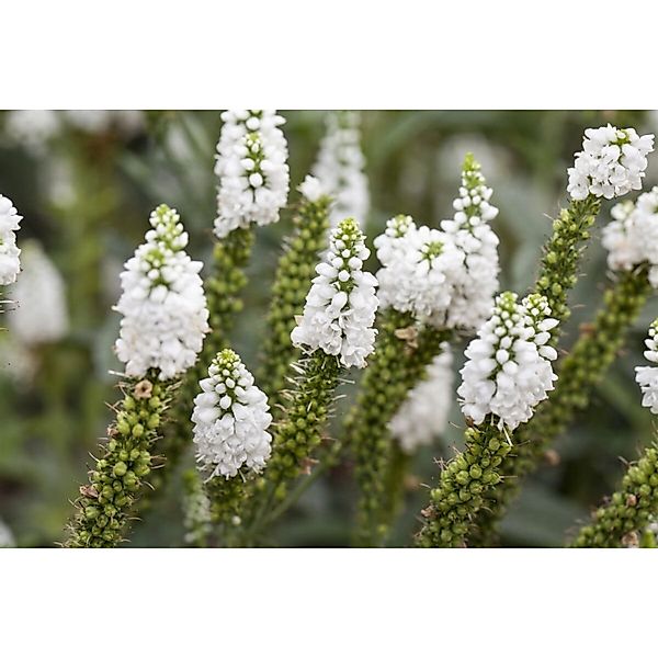 Veronica Longifolia Weißer Ehrenpreis Ca. 9x9 cm Topf günstig online kaufen