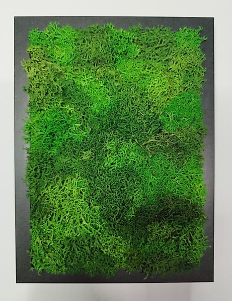 meinvipshop Wandbild Moosbild 15 x 20 günstig online kaufen