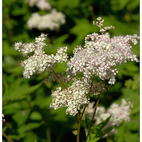 Sibirien Scheinspiere - Filipendula palmata günstig online kaufen