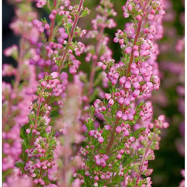 10x Knospenheide Gardengirls Lilli - Calluna vulgaris günstig online kaufen