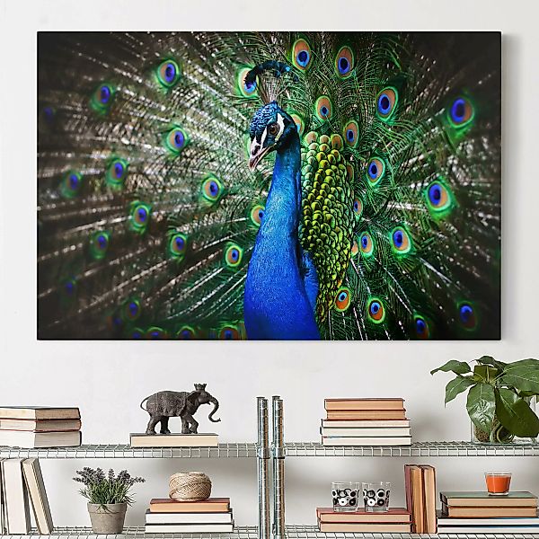 Leinwandbild - Querformat Edler Pfau günstig online kaufen