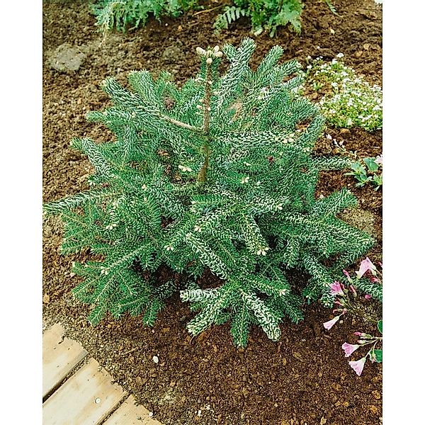 Abies Koreana Nana Koreatanne Kompakt 80 cm Stammhöhe günstig online kaufen