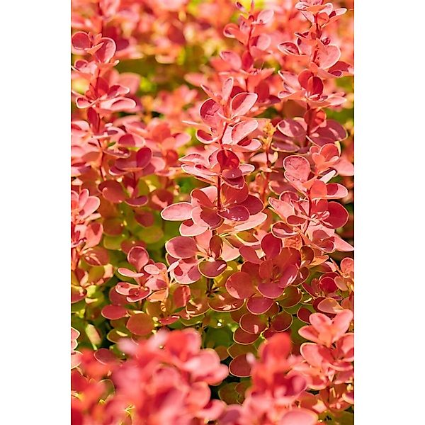 Berberis Thunbergii Orange Ice Berberitze Orange 30–40 cm günstig online kaufen