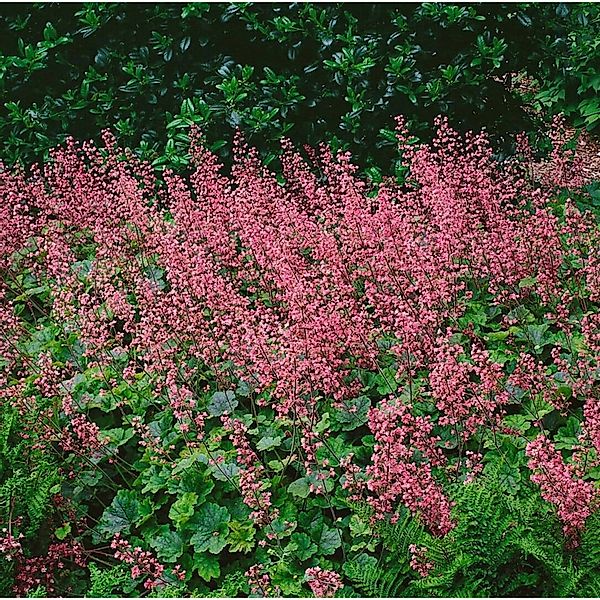 Heucherella(X) Tiarell.'Bridget Bloom' Ca. 9x9 cm Topf günstig online kaufen