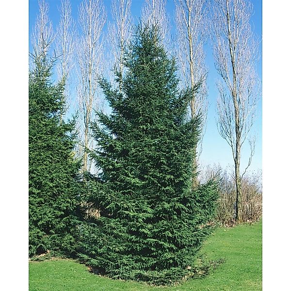 Picea Orientalis Orientalische Fichte 60–80 cm günstig online kaufen