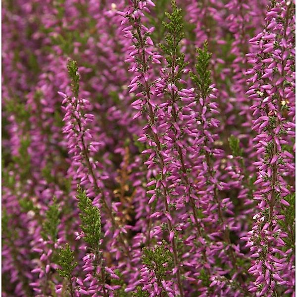 10x Besenheide Marlies - Calluna vulgaris günstig online kaufen