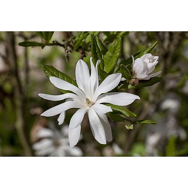 Magnolia Stellata Sternmagnolie Weiß 150–175 cm günstig online kaufen
