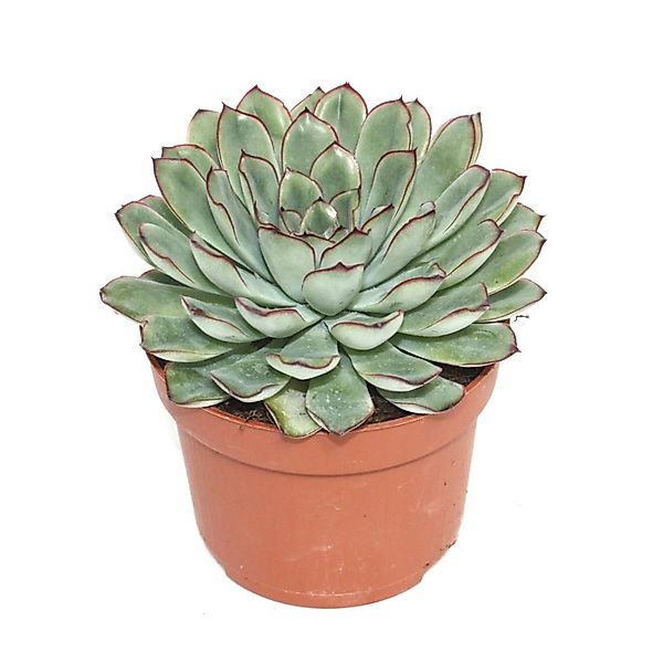 Exotenherz Kaktus Echeveria pulidonis - grosse Pflanze im 12cm Topf günstig online kaufen