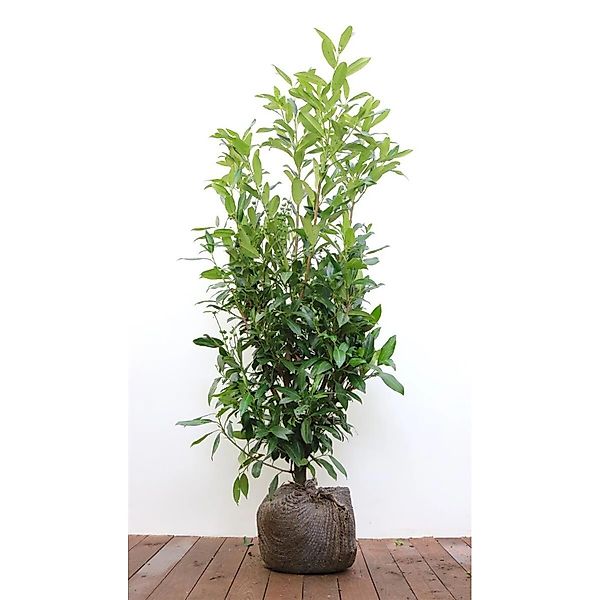 Prunus laurocerasus 'Herbergii' 100-125 cm günstig online kaufen