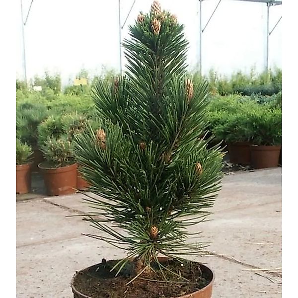 Schlangenhautkiefer Helmers Japan 30-40cm - Pinus,eucodermis günstig online kaufen