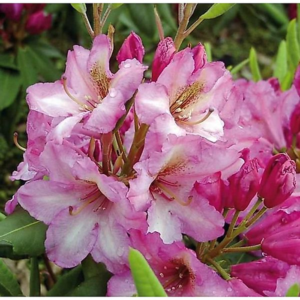 INKARHO - Großblumige Rhododendron Duke of York 30-40cm - Alpenrose günstig online kaufen