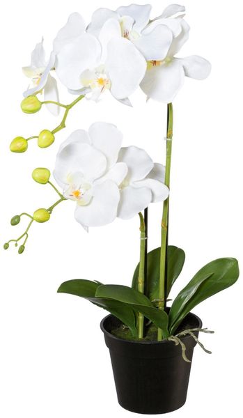 Kunstpflanze Orchidee, Creativ green, Höhe 55 günstig online kaufen