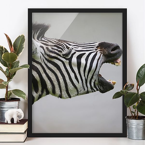 Bild mit Rahmen - Hochformat Brüllendes Zebra günstig online kaufen