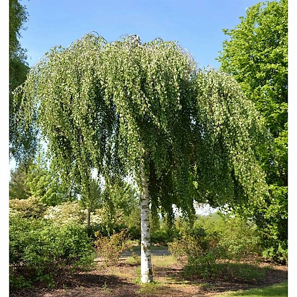 Hängebirke Tristis 125-150cm - Betula pendula günstig online kaufen