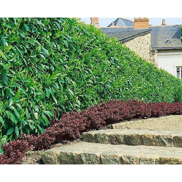 Prunus laurocerasus 'Caucasica' ca. 9x9 cm Topf 40-60 cm günstig online kaufen