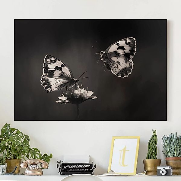 Leinwandbild Schmetterling - Querformat Medioluto Norte günstig online kaufen