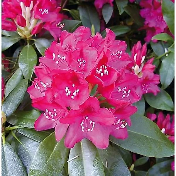 Großblumige Rhododendron Nova Zembla 25-30cm - Alpenrose günstig online kaufen