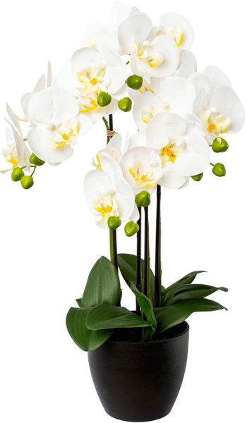 Kunstorchidee Phalaenopsis im Resintopf Orchidee Phalaenopsis, günstig online kaufen