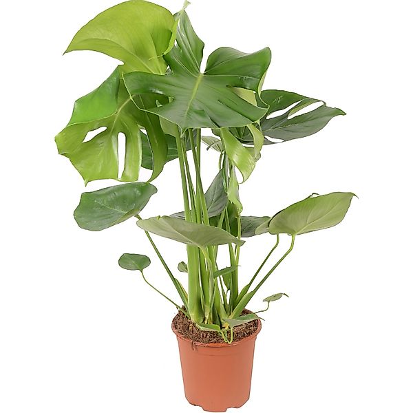 GROW by OBI Fensterblatt Tauerii  Höhe 65-80 cm Topf Ø 21 cm Monstera Delic günstig online kaufen