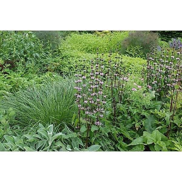 Phlomis Tuberosa Knollenbrandkraut Ca. 9x9 cm Topf günstig online kaufen