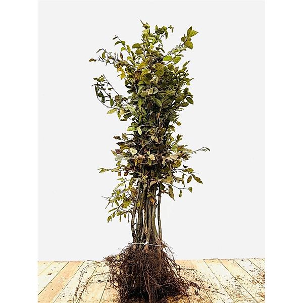 Carpinus betulus 100-125 cm günstig online kaufen
