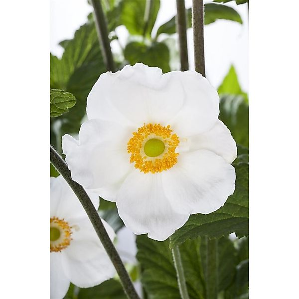 Anemone Sylvestris Großes Windröschen Ca. 9x9 cm Topf günstig online kaufen