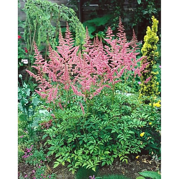 Astilbe X Arendsii Bressingham Beauty Prachtspiere Ca. 9x9 cm Topf günstig online kaufen
