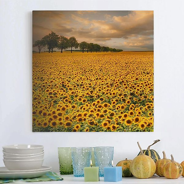 Leinwandbild Blumen - Quadrat Feld mit Sonnenblumen günstig online kaufen