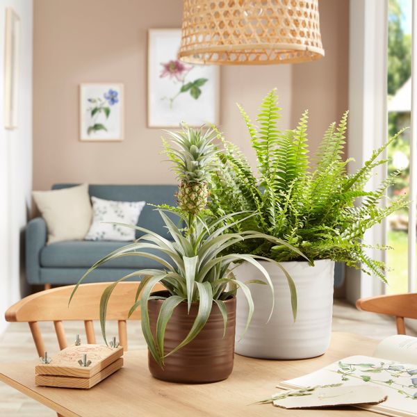 Scheurich Blumentopf SOFT WOOL 28/850, ØxH: günstig online kaufen