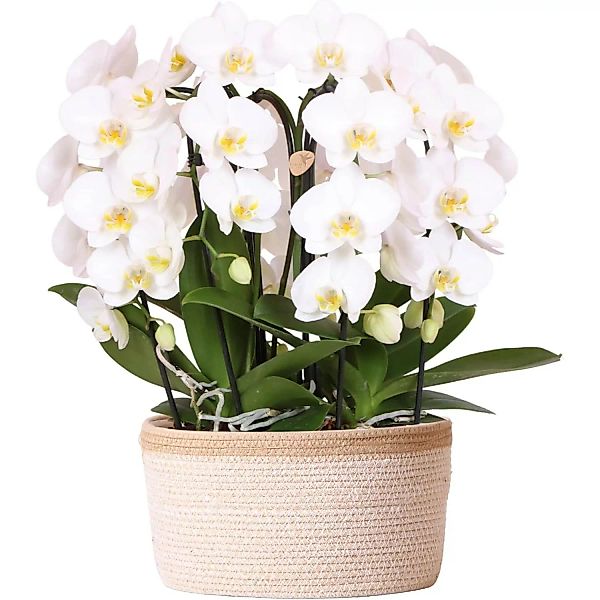 Kolibri Orchids Orchideen Set inkl. Wassertank Drei geschwungene Weiße Orch günstig online kaufen