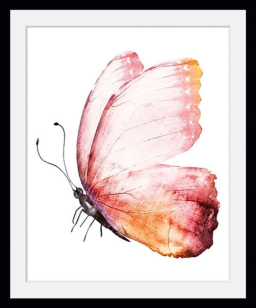 queence Bild »Cooper«, Schmetterlinge-Kunst-Insekten, (1 St.), HD Premium P günstig online kaufen