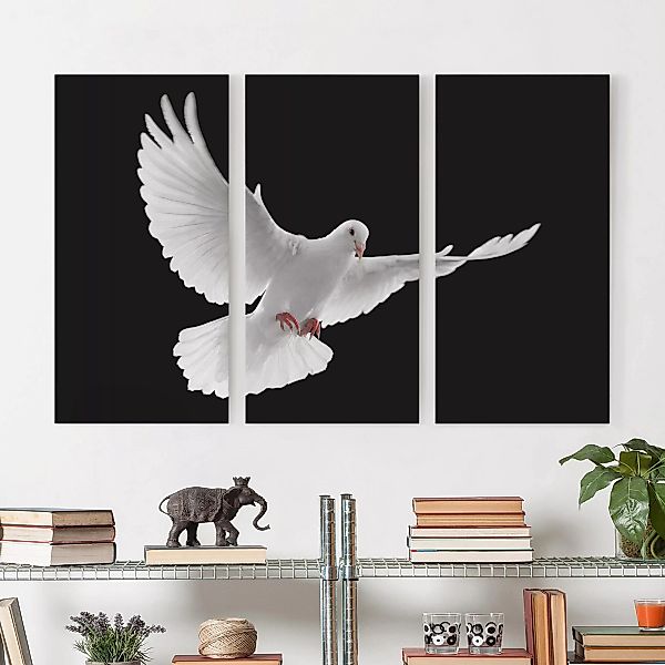 3-teiliges Leinwandbild Tiere - Querformat Friedenstaube günstig online kaufen
