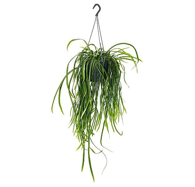 Exotenherz Kaktus Hängender Kaktus Lepismium bolivianum Pfeiffera 15cm Ampe günstig online kaufen