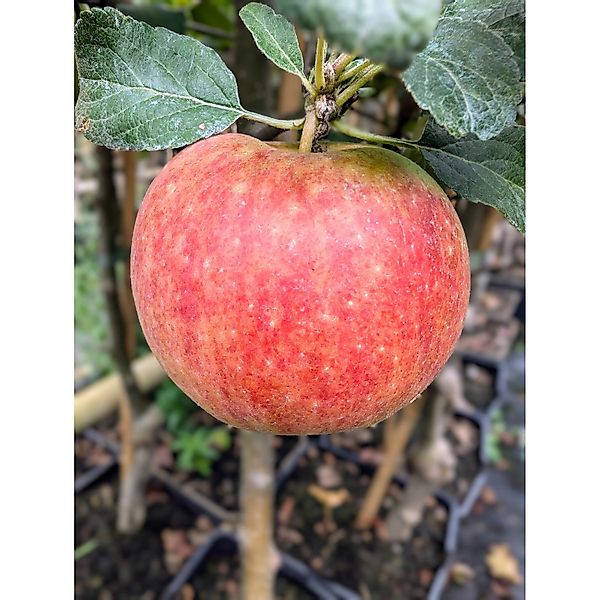Apfel Alkmene 100 - 120 cm Malus günstig online kaufen