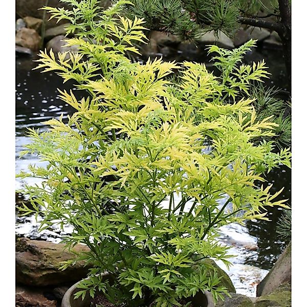 Gelblaubiger Säulen Holunder Golden Tower 40-60cm - Sambucus nigra günstig online kaufen