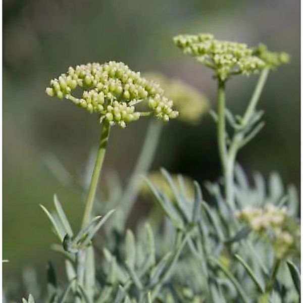 Meerfenchel - Crithmum maritimum günstig online kaufen