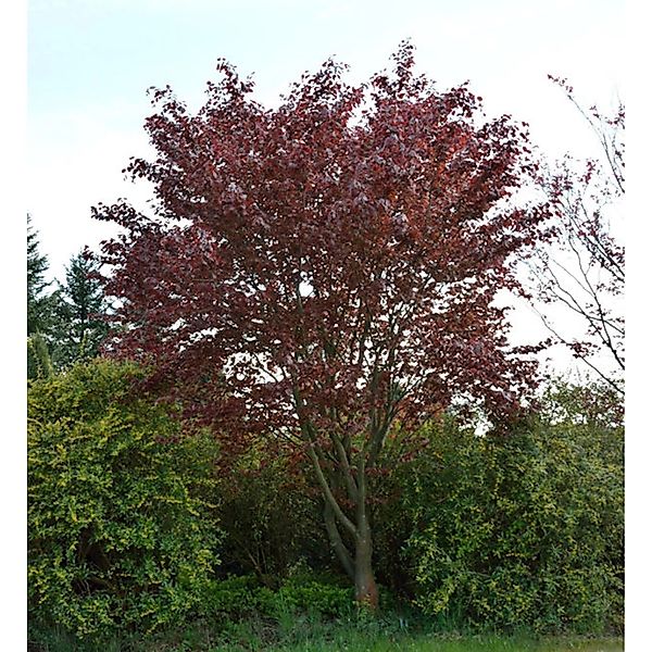 Blutbuche Swat Magret 100-125cm - Fagus sylvatica günstig online kaufen