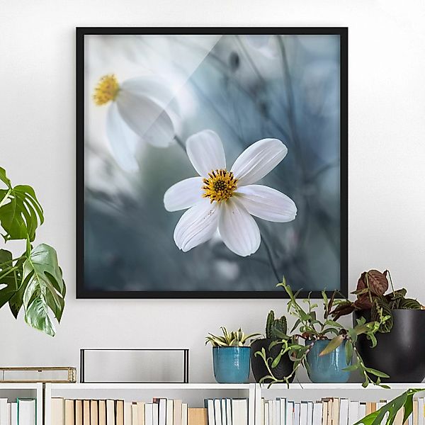 Bild mit Rahmen Blumen - Quadrat Kosmeen in Pastell günstig online kaufen
