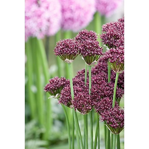 Allium Atropurpureum Purpur-Lauch Ca. 11x11 cm Topf günstig online kaufen